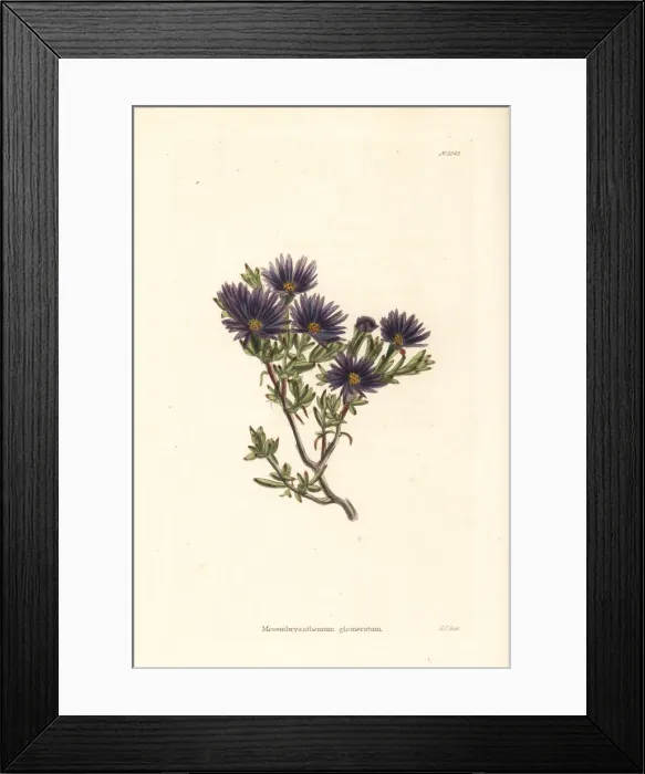 Framed Print : Lampranthus glomeratus Framed Print : Lampranthus glomeratus