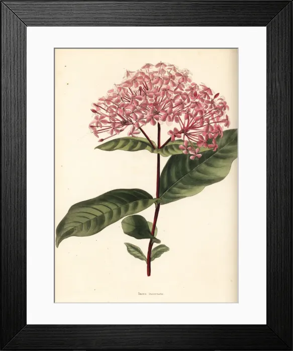 Framed Print : Ixora chinensis Framed Print : Ixora chinensis