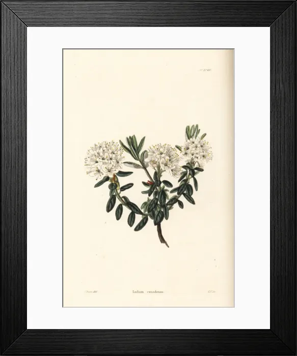 Framed Print : Labrador tea, Ledum canadense Framed Print : Labrador tea, Ledum canadense