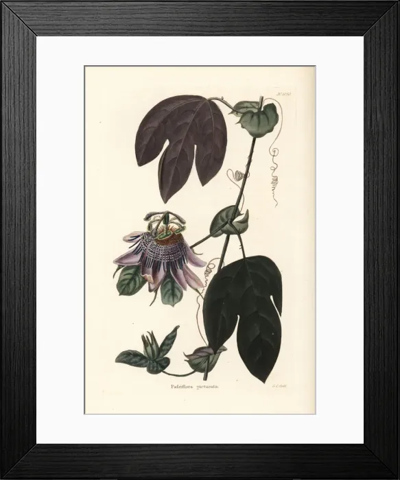 Framed Print : Passionflower, Passiflora picturata Framed Print : Passionflower, Passiflora picturata