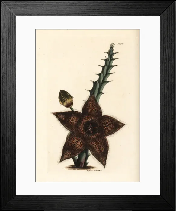 Framed Print : Tridentea gemmiflora Framed Print : Tridentea gemmiflora