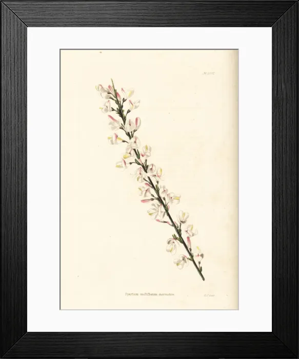Framed Print : White Spanish broom, Cytisus multiflorus Framed Print : White Spanish broom, Cytisus multiflorus