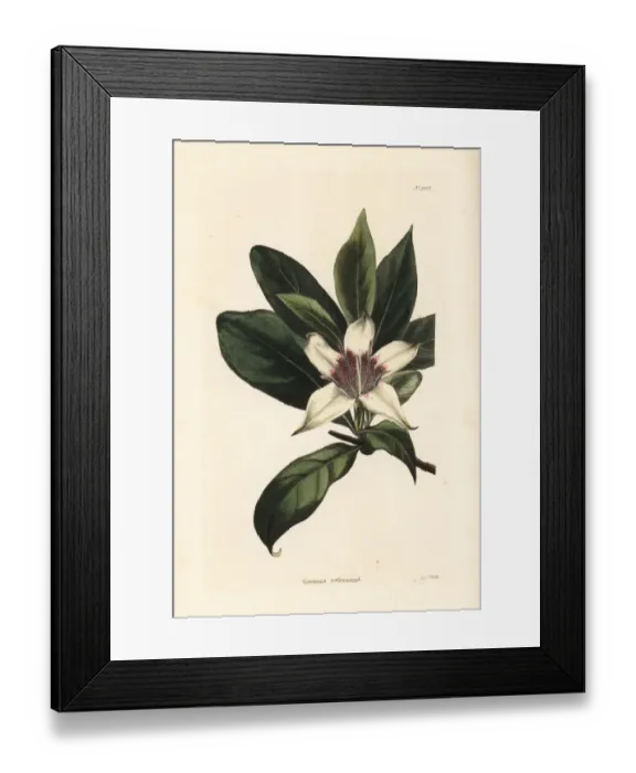 Framed Print : Bell gardenia, Rothmannia capensis