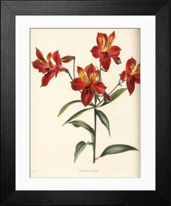 Framed Print : Peruvian lily or parrot flower, Alstroemeria pulchella Framed Print : Peruvian lily or parrot flower, Alstroemeria pulchella