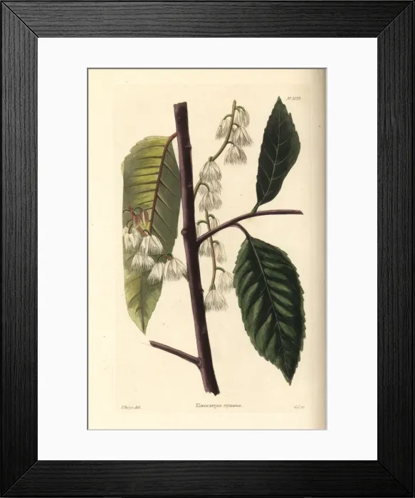 Framed Print : Blueberry ash, Elaeocarpus reticulatus Framed Print : Blueberry ash, Elaeocarpus reticulatus