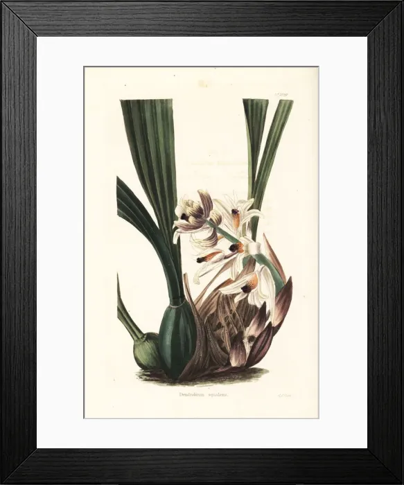 Framed Print : Xylobium squalens orchid Framed Print : Xylobium squalens orchid