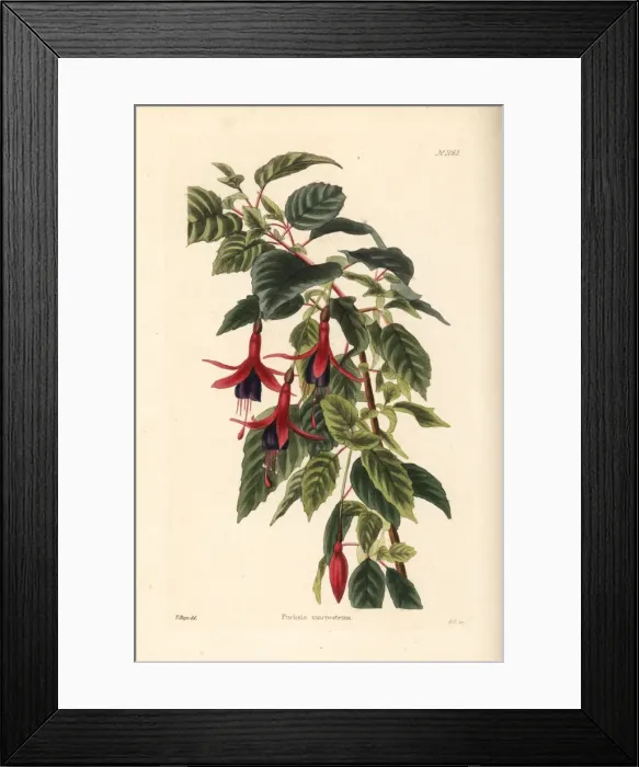 Framed Print : Ladys eardrops, Fuchsia magellanica Framed Print : Ladys eardrops, Fuchsia magellanica