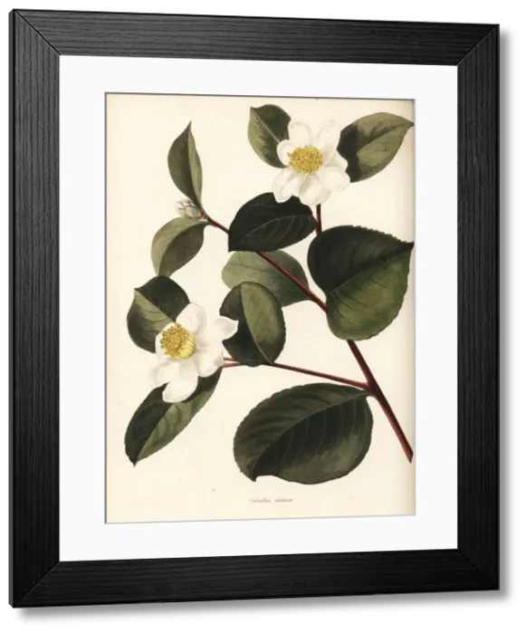 Framed Print : Oil-seed camellia or tea oil camellia, Camellia oleifera Framed Print : Oil-seed camellia or tea oil camellia, Camellia oleifera