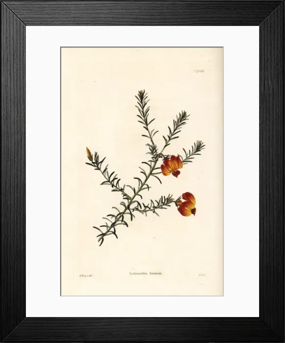 Framed Print : Red leschenaultia, Lechenaultia formosa Framed Print : Red leschenaultia, Lechenaultia formosa