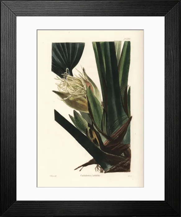 Framed Print : Asplundia latifolia orchid Framed Print : Asplundia latifolia orchid