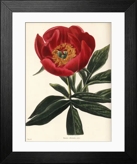 Framed Print : Peony, Paeonia officinalis sabini Framed Print : Peony, Paeonia officinalis sabini
