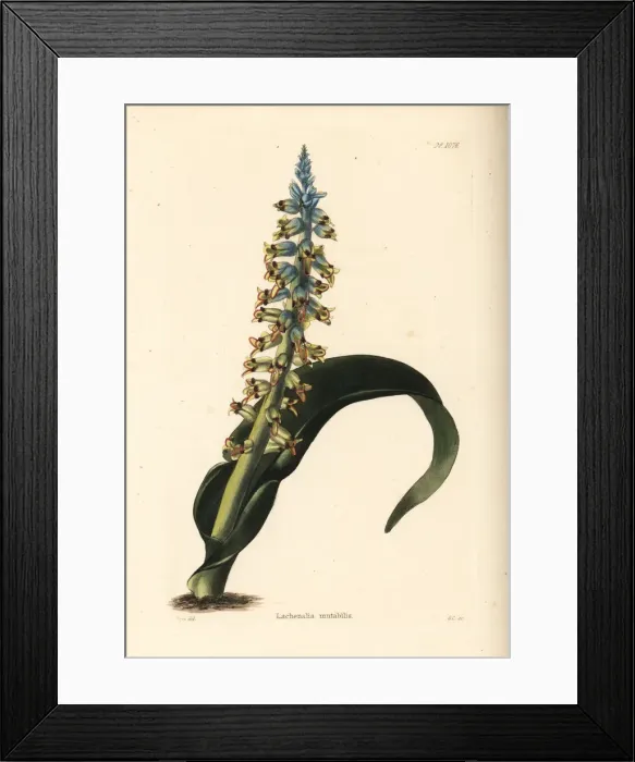 Framed Print : Lachenalia mutabilis Framed Print : Lachenalia mutabilis
