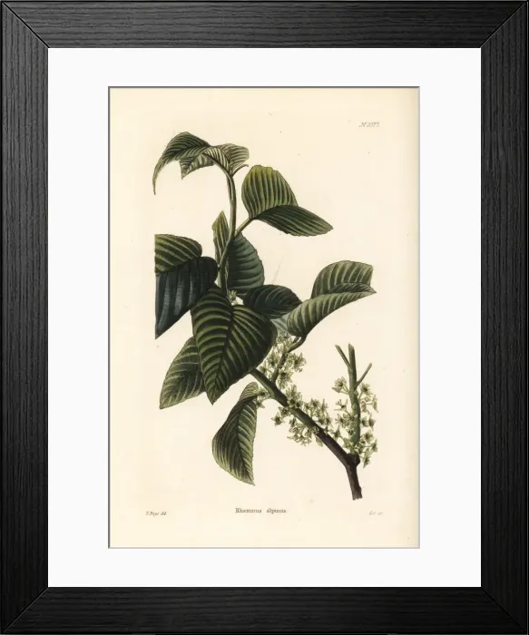Framed Print : Alpine buckthorn, Rhamnus alpina Framed Print : Alpine buckthorn, Rhamnus alpina