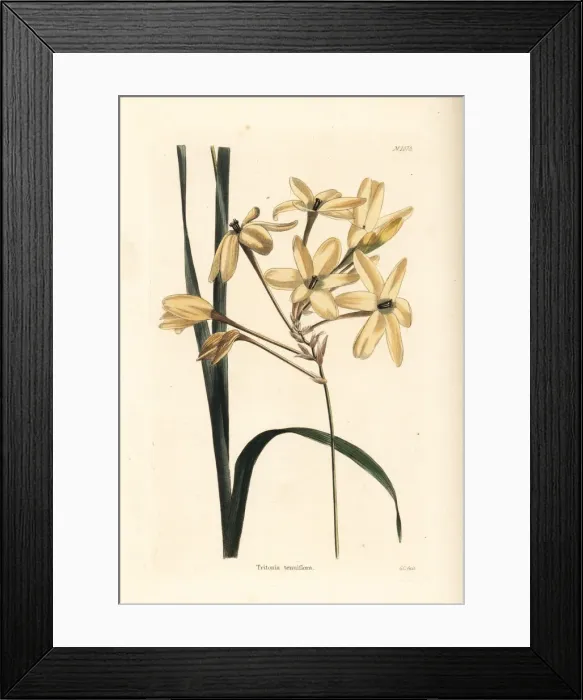 Framed Print : Ixia paniculata Framed Print : Ixia paniculata