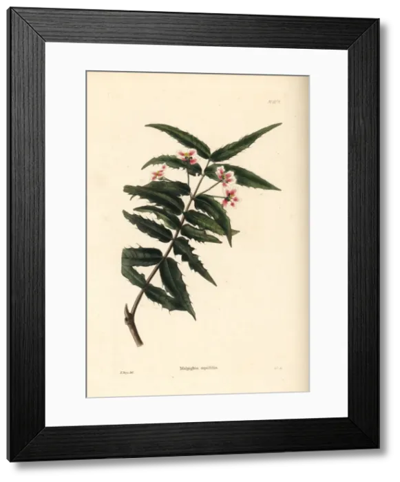 Framed Print : Nance shrub, Malpighia aquifolia Framed Print : Nance shrub, Malpighia aquifolia