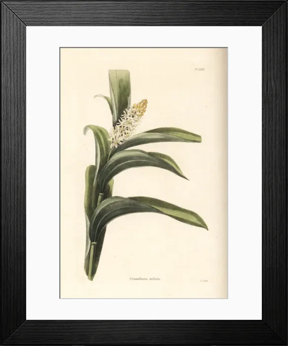 Framed Print : False Solomons seal, Maianthemum stellatum Framed Print : False Solomons seal, Maianthemum stellatum