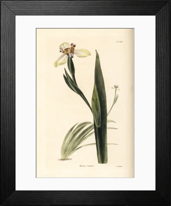 Framed Print : Walking iris, Neomarica humilis Framed Print : Walking iris, Neomarica humilis