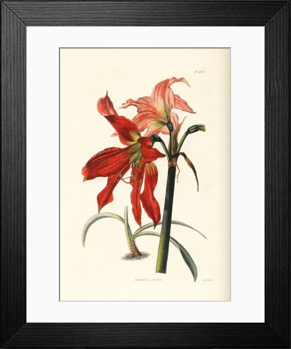 Framed Print : Hippeastrum striatum Framed Print : Hippeastrum striatum