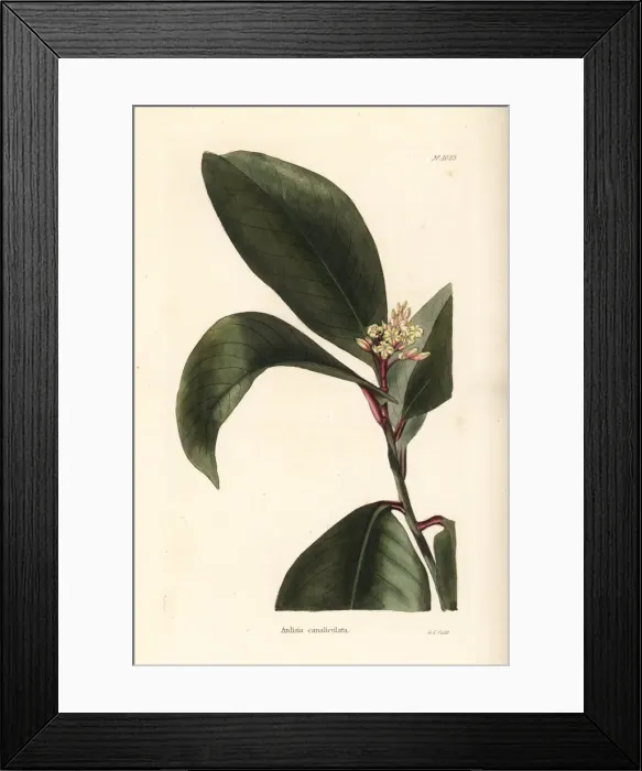 Framed Print : Stylogyne canaliculata Framed Print : Stylogyne canaliculata