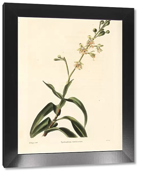 Epidendrum verrucosum