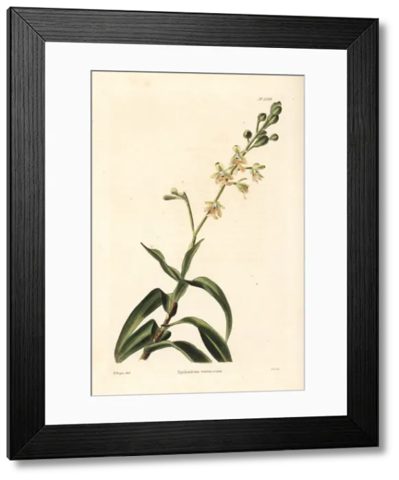 Framed Print : Epidendrum verrucosum Framed Print : Epidendrum verrucosum