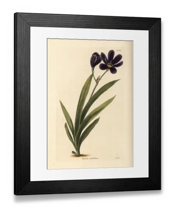 Framed Print : Sparaxis grandiflora Framed Print : Sparaxis grandiflora