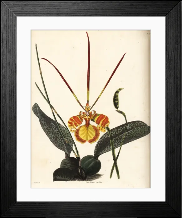 Framed Print : Butterfly orchid, Psychopsis papilio Framed Print : Butterfly orchid, Psychopsis papilio