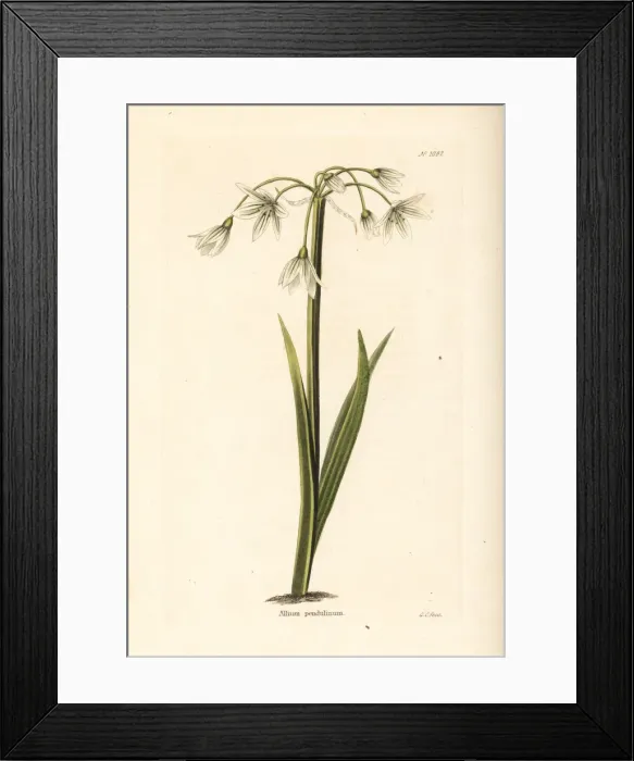 Framed Print : Italian garlic, Allium pendulinum Framed Print : Italian garlic, Allium pendulinum