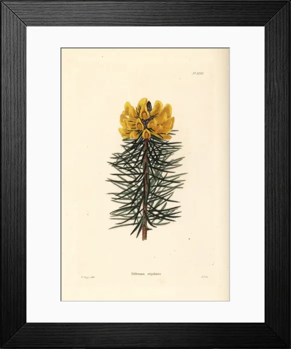 Framed Print : Bush pea, Pultenaea stipularis Framed Print : Bush pea, Pultenaea stipularis