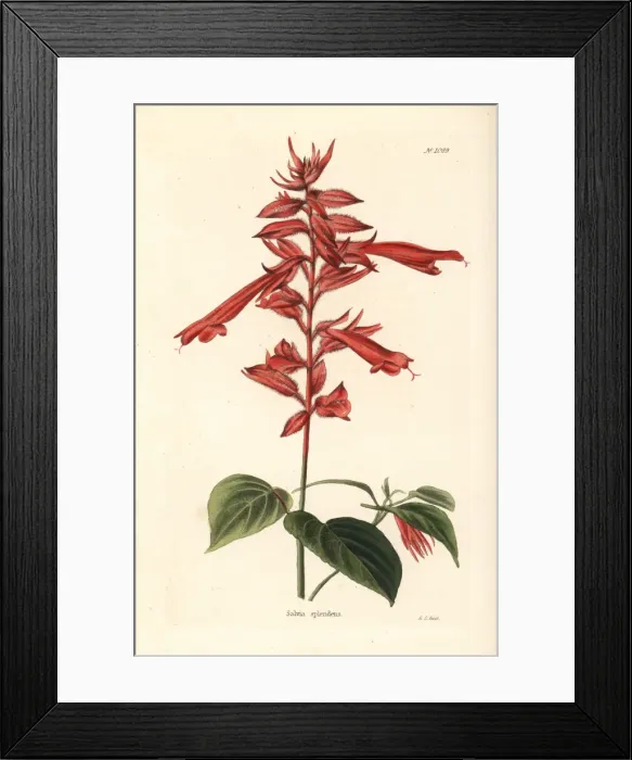 Framed Print : Scarlet sage, Salvia splendens Framed Print : Scarlet sage, Salvia splendens