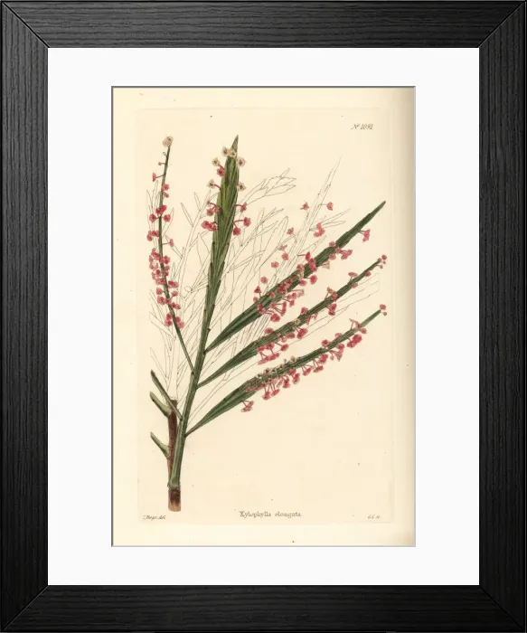 Framed Print : Phyllanthus angustifolius Framed Print : Phyllanthus angustifolius