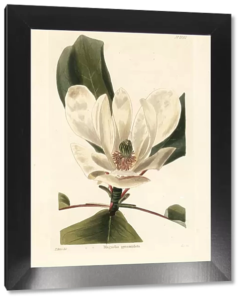 Fraser magnolia, Magnolia fraseri var. pyramidata