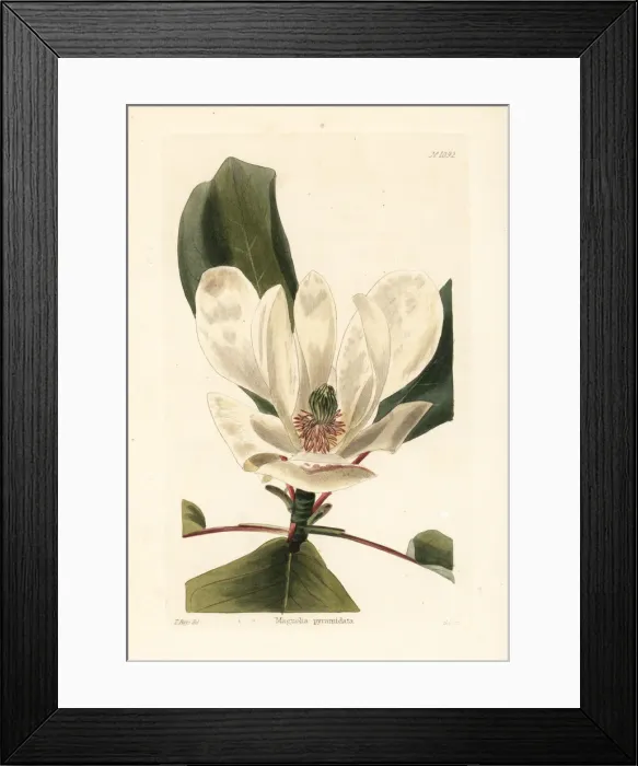 Framed Print : Fraser magnolia, Magnolia fraseri var. pyramidata Framed Print : Fraser magnolia, Magnolia fraseri var. pyramidata