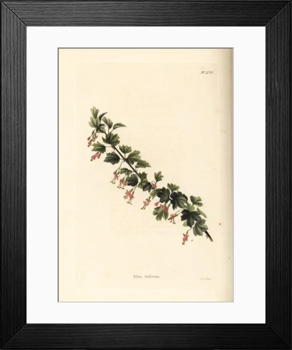 Framed Print : Ribes triflorum Framed Print : Ribes triflorum