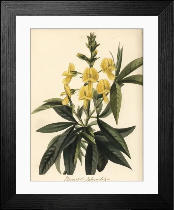 Framed Print : Evergreen laburnum, Piptanthus nepalensis Framed Print : Evergreen laburnum, Piptanthus nepalensis