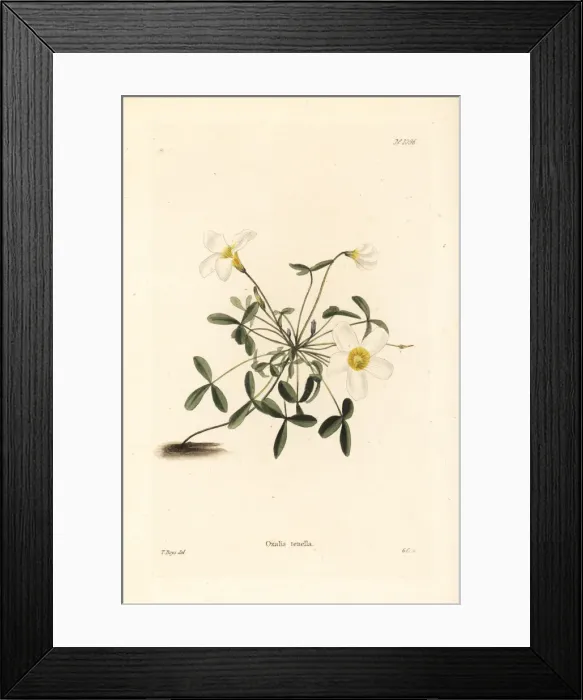 Framed Print : South African oxalis, Oxalis tenella Framed Print : South African oxalis, Oxalis tenella