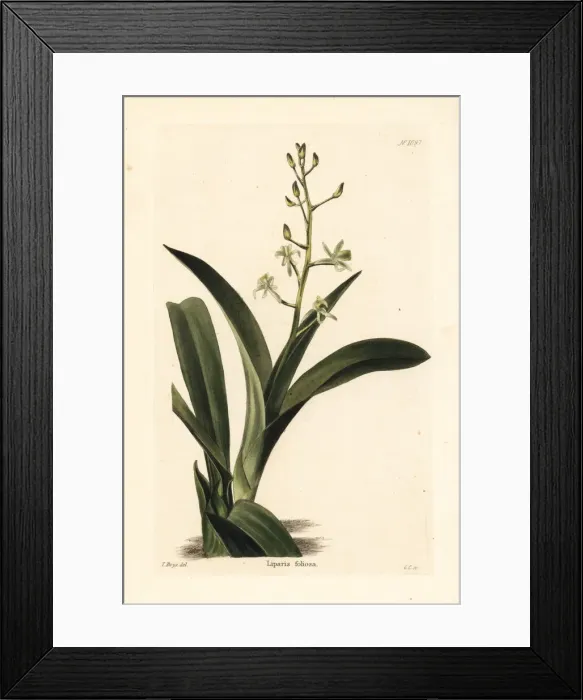 Framed Print : Liparis reflexa Framed Print : Liparis reflexa
