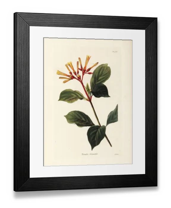 Framed Print : Hamelia chrysantha Framed Print : Hamelia chrysantha