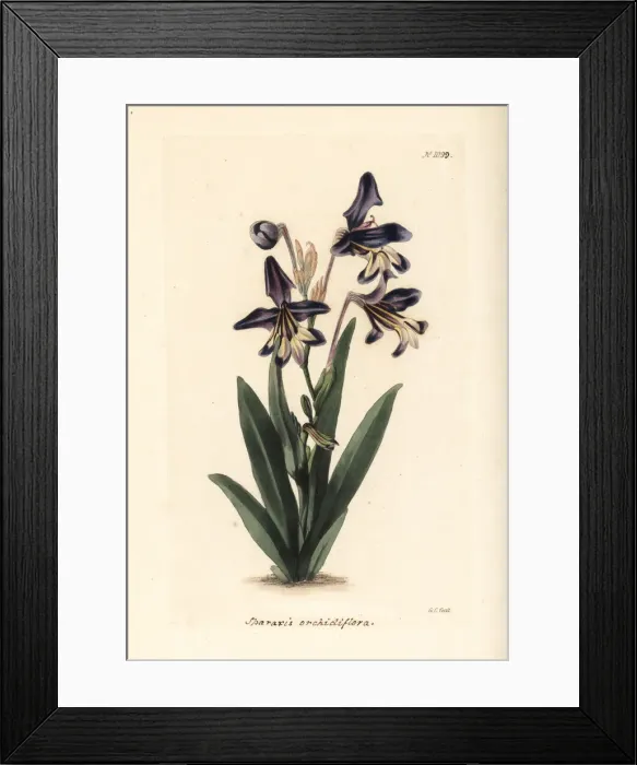 Framed Print : Sparaxis variegata Framed Print : Sparaxis variegata