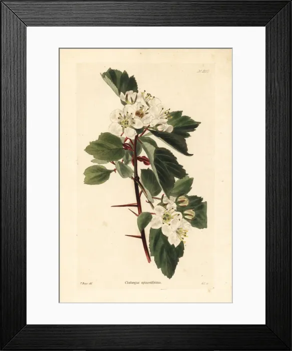 Framed Print : Hawthorn variety, Crataegus spinosissima Framed Print : Hawthorn variety, Crataegus spinosissima