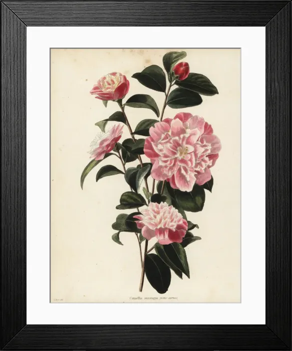 Framed Print : Sasanqua camellia, Camellia sasanqua pleno-carneo Framed Print : Sasanqua camellia, Camellia sasanqua pleno-carneo
