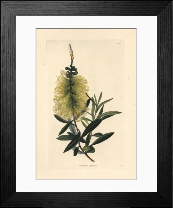 Framed Print : White bottlebrush, Callistemon salignus Framed Print : White bottlebrush, Callistemon salignus
