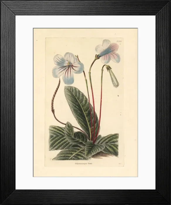 Framed Print : Streptocarpus rexii Framed Print : Streptocarpus rexii