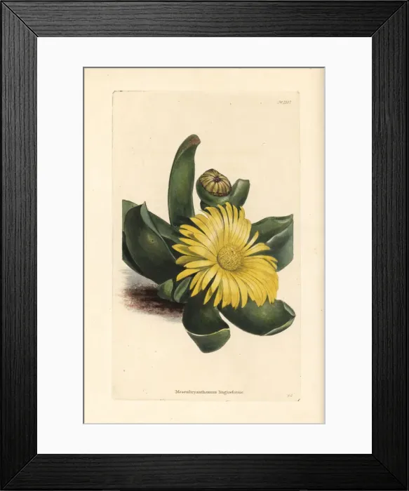 Framed Print : Glottiphyllum linguiforme Framed Print : Glottiphyllum linguiforme