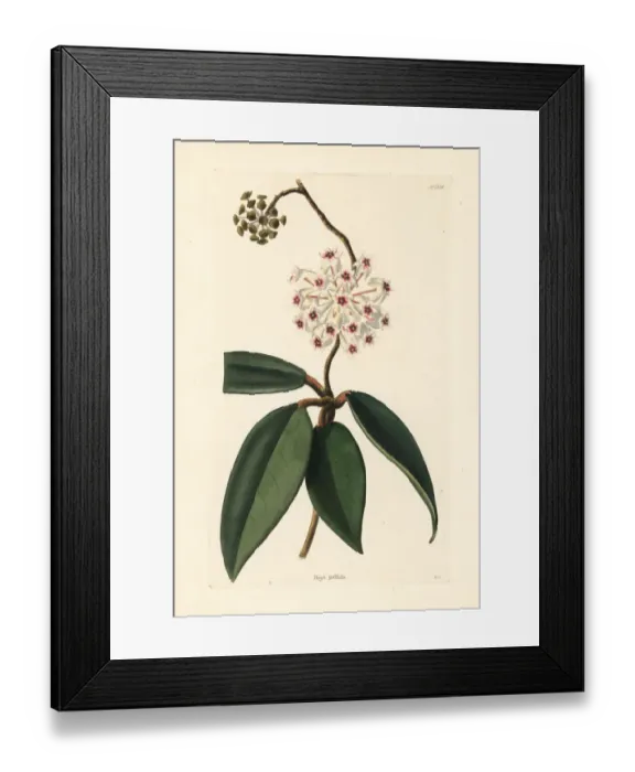 Framed Print : Hoya pallida Framed Print : Hoya pallida