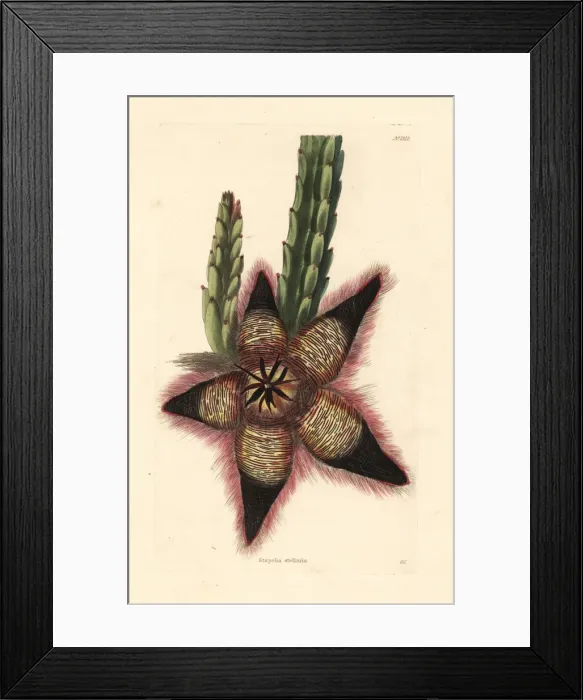 Framed Print : Stisseria stellaris Framed Print : Stisseria stellaris