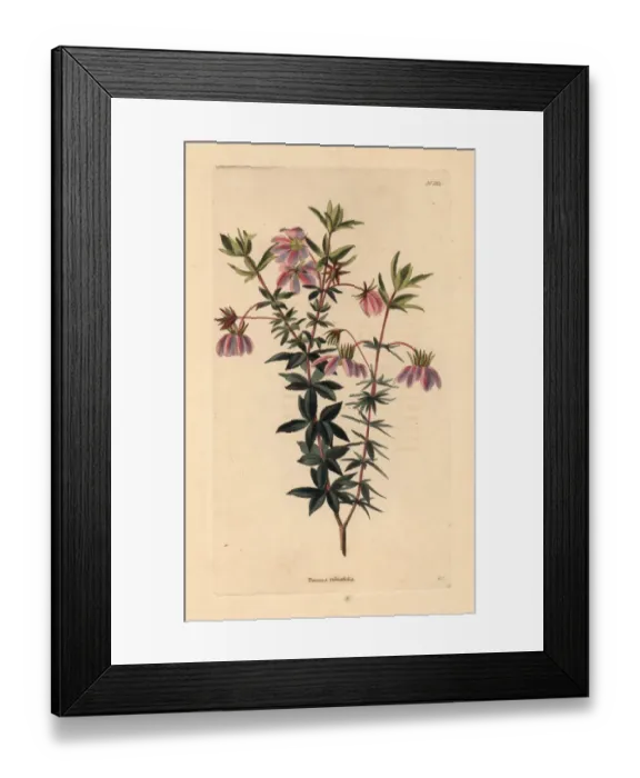 Framed Print : Dog rose, Bauera rubioides Framed Print : Dog rose, Bauera rubioides