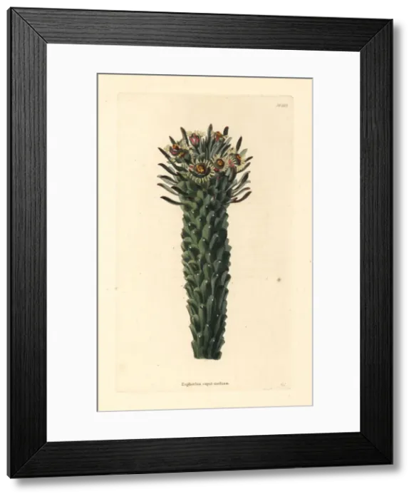 Framed Print : Medusas head, Euphorbia caput-medusae Framed Print : Medusas head, Euphorbia caput-medusae
