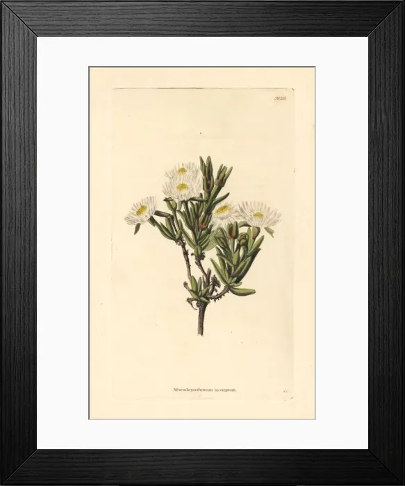 Framed Print : Delosperma invalidum Framed Print : Delosperma invalidum