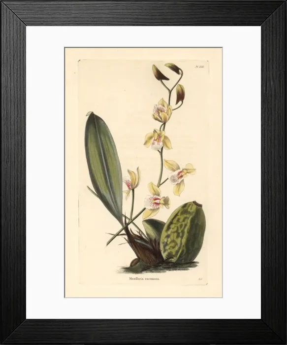 Framed Print : Bifrenaria racemosa orchid Framed Print : Bifrenaria racemosa orchid